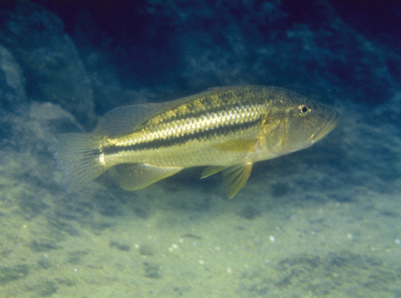 Serranochromis robustus